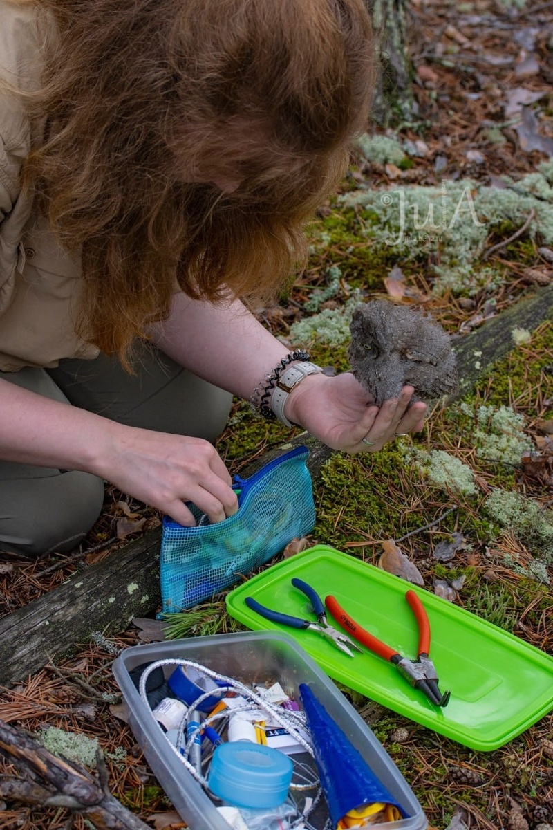 Сплюшонок изучает, что у меня есть в кольцевательном наборе.