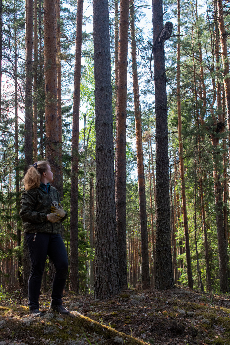 С совенком бородатой неясыти. Мама бдит сверху =)