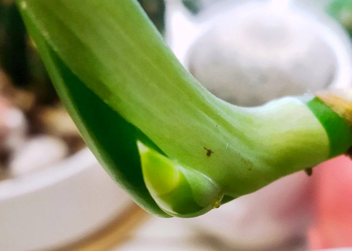 Филодендрон/Philodendron Dragon Tail. Фото: Т. Ставская