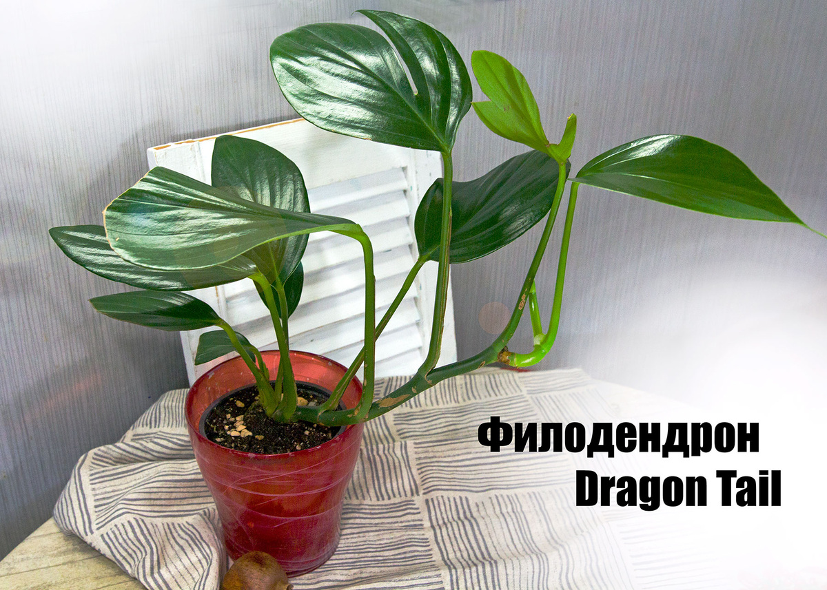 Филодендрон/Philodendron Dragon Tail. Фото: Т. Ставская