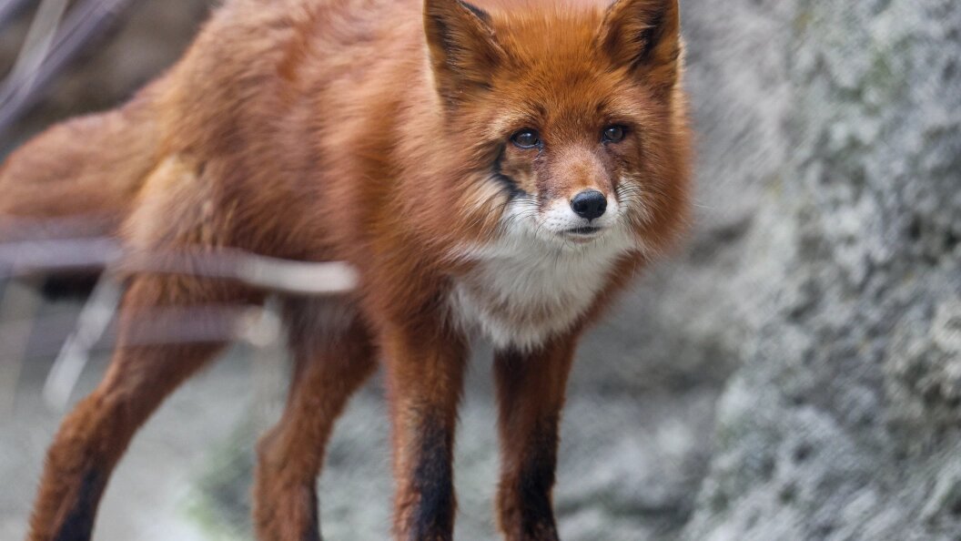    Фото: Bulkin Sergey/Globallookpress