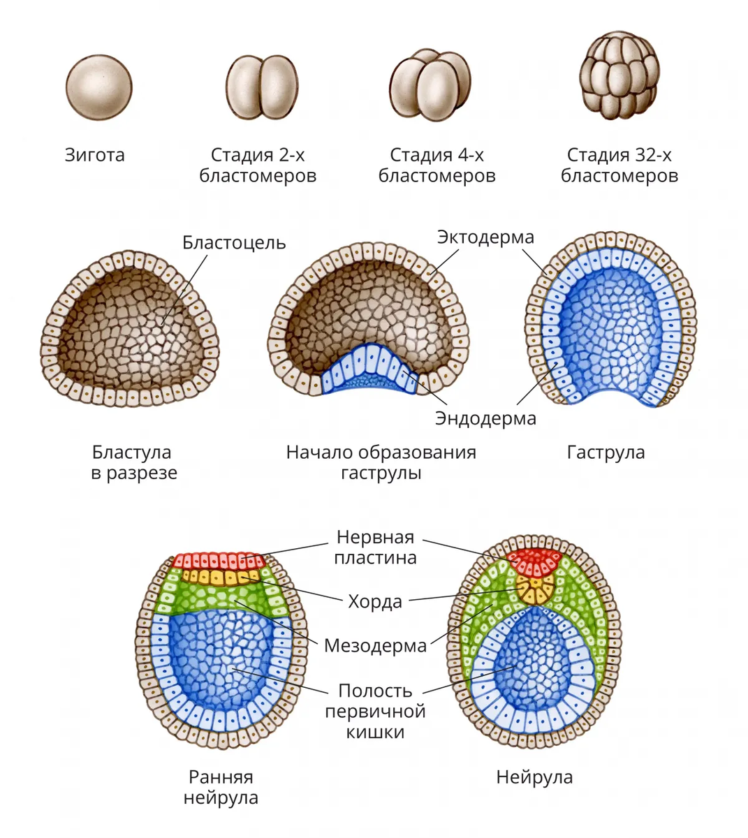 Начальное развитие эмбриона хордовых