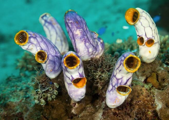 Асцидии (Urochordata)