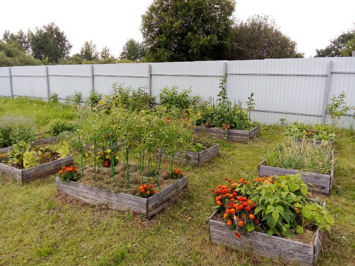 Фото огорода автора