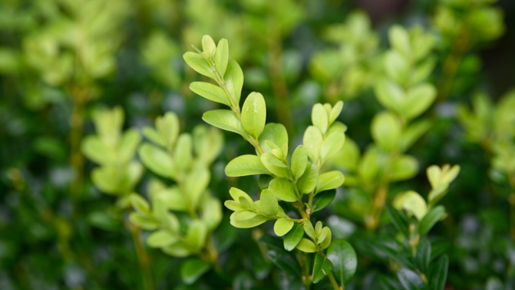    Фото: Soeren Stache/Globallookpress