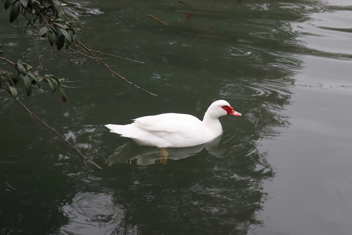 Ориби Каммпирр - Искрятся тени в пелене © Copyright: Ориби Каммпирр