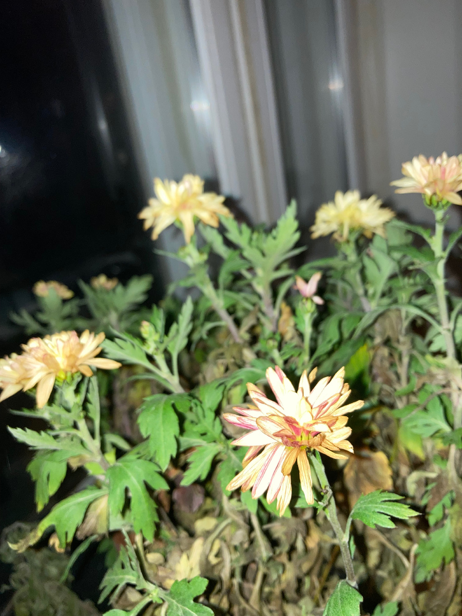 Хризантема мультифлора 20.01.2025 на лоджии.