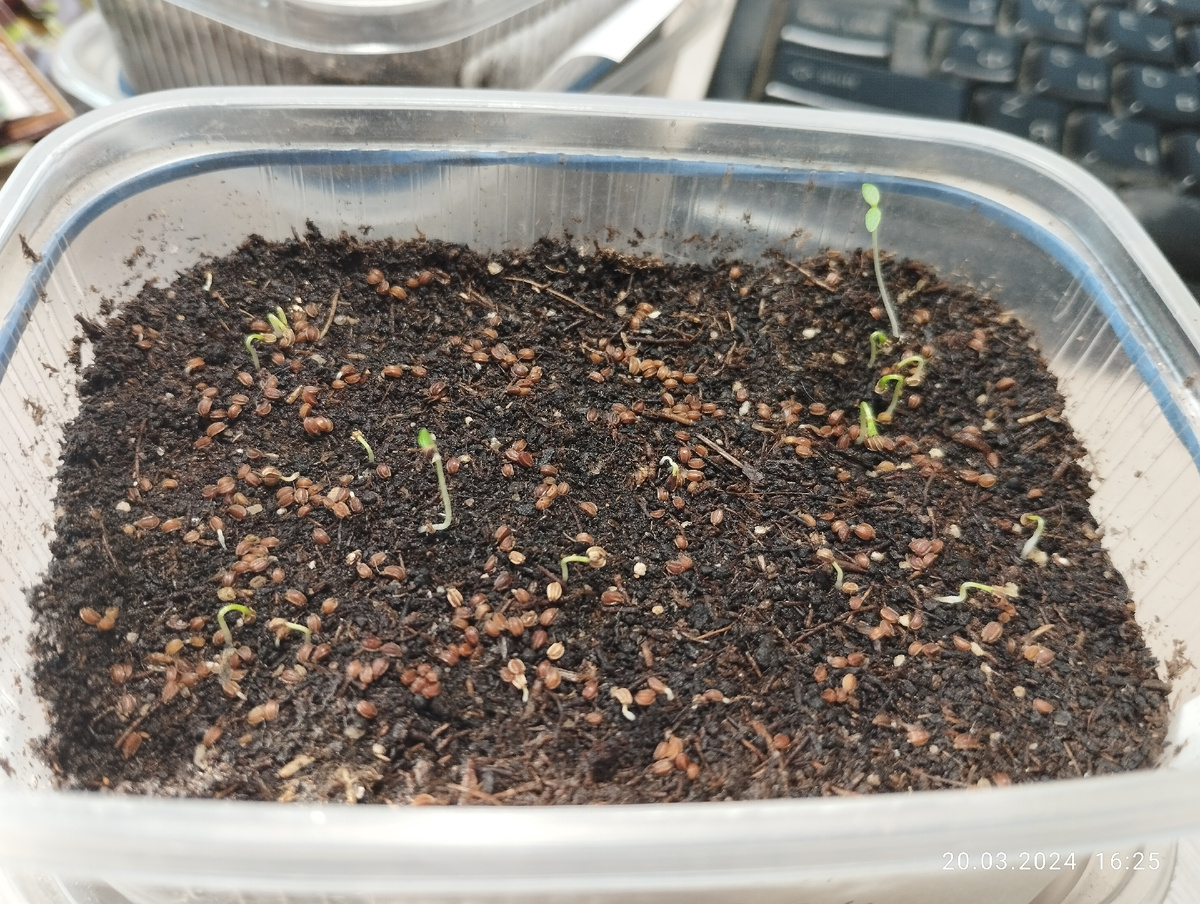 Первые всходы сельдерея