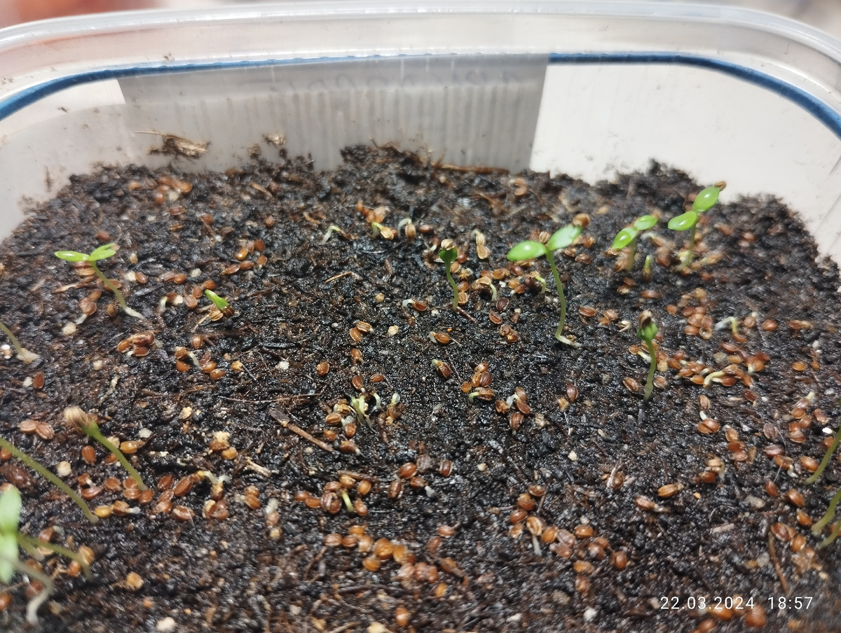 Первые всходы сельдерея