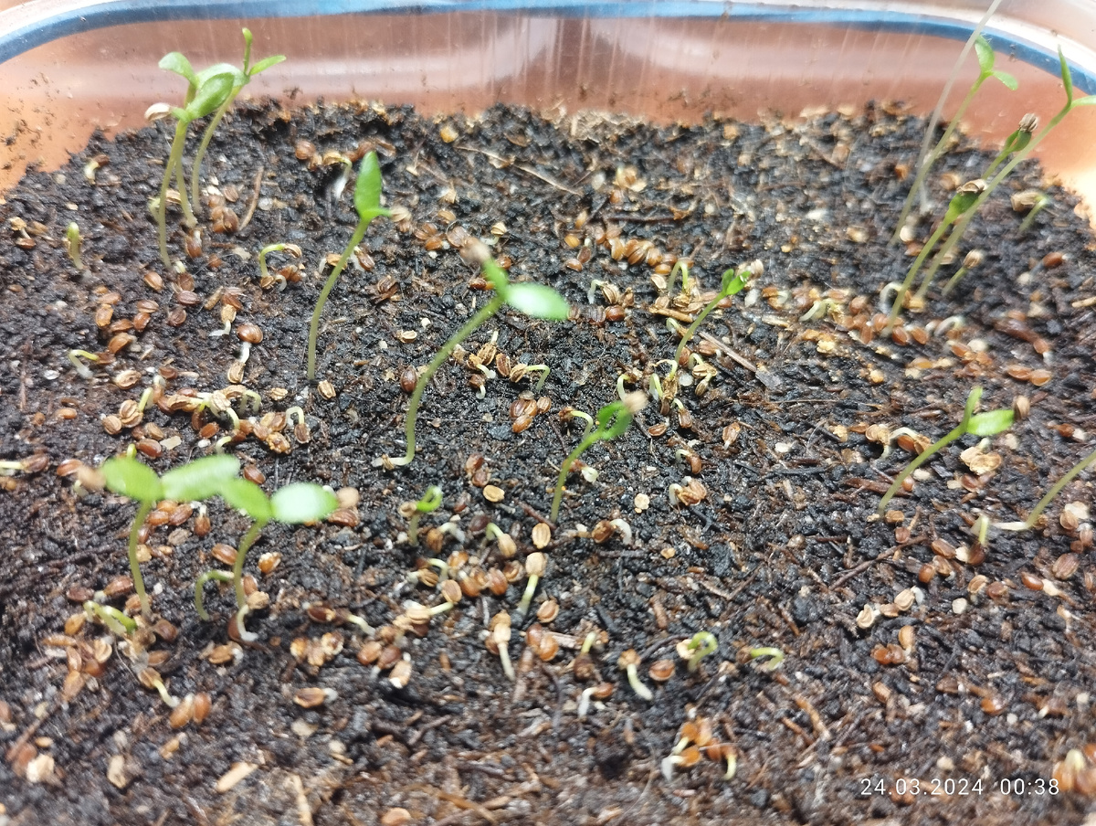 Первые всходы сельдерея