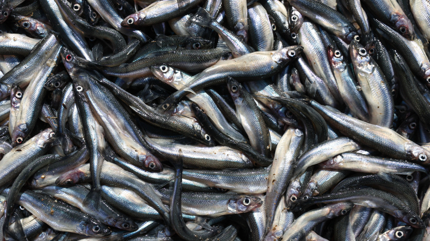    Фото: Петр Ковалев/ТАСС; 5-tv.ru