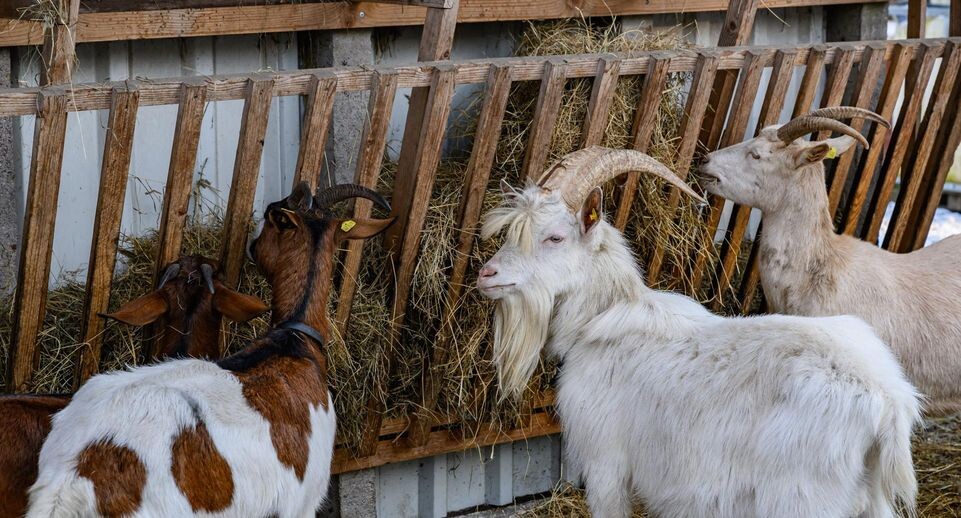    Patrick Pleul/dpa / Global Look Press