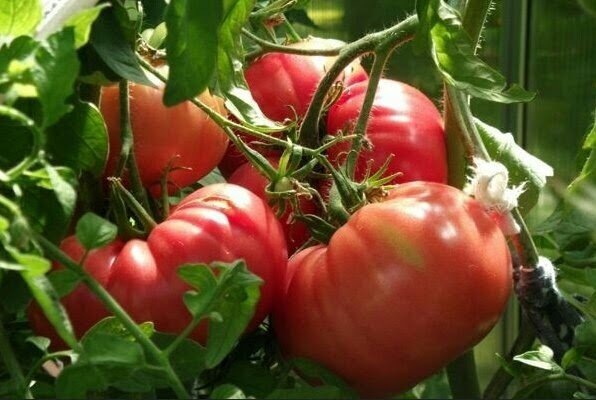 Помидорные старожилы: 3 сорта томатов, двум 50+ лет, а сажать стоит. Вкусные - в салат и в банку, неприхотливые, посадил и сами растут