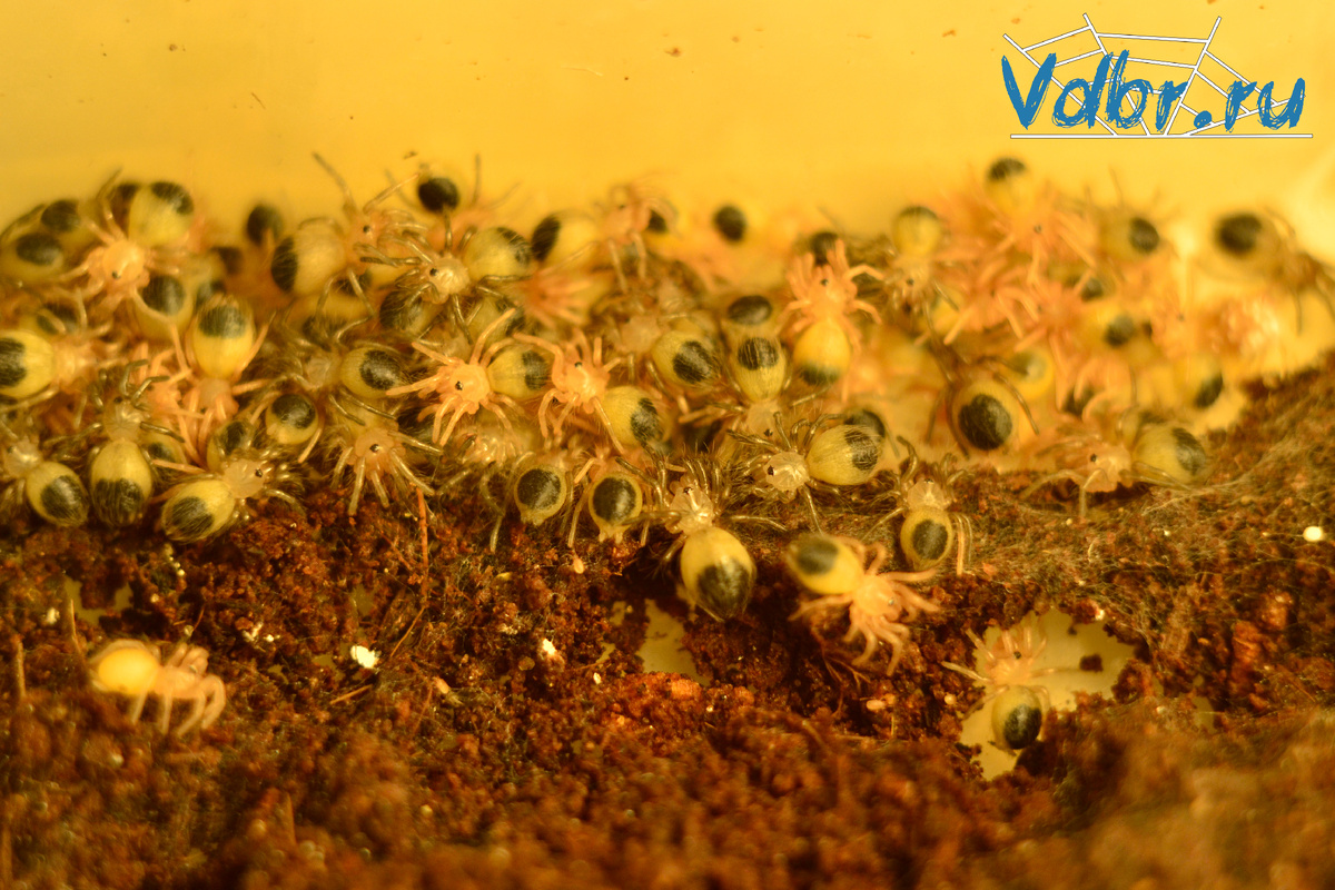 Tliltocatl albopilosus крошечные малыши нифы 2 стадии