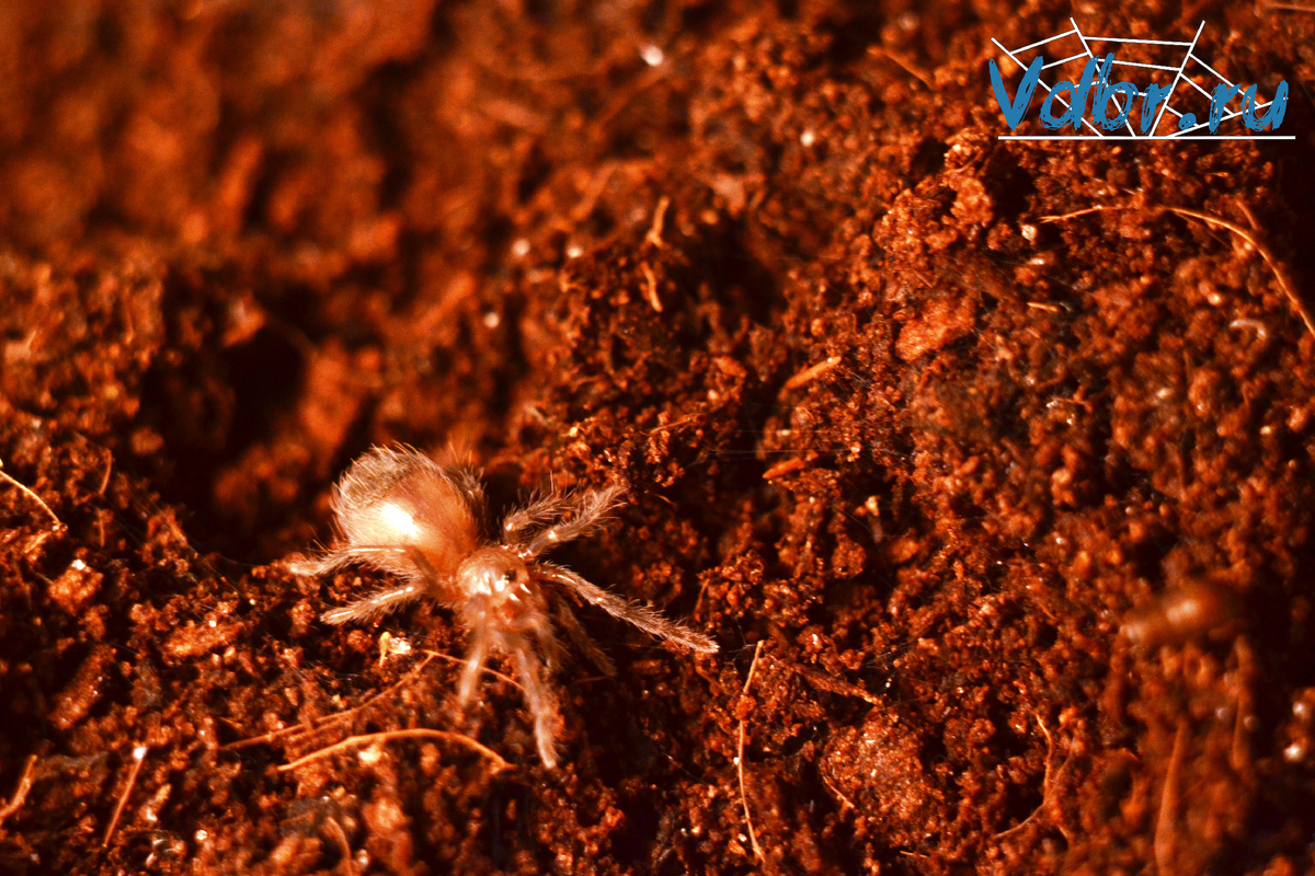 Паук птицеед Tliltocatl albopilosus в поисках собственной норы