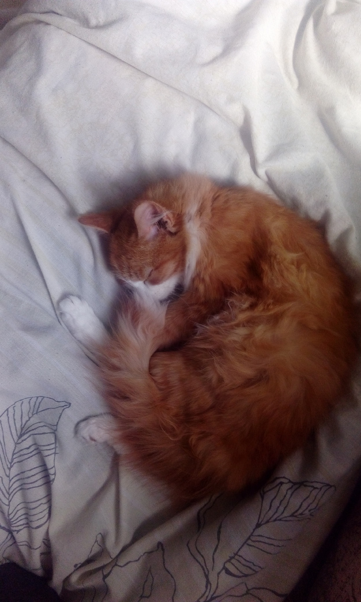 Хочу вот так, а не на работу по такой погоде. 