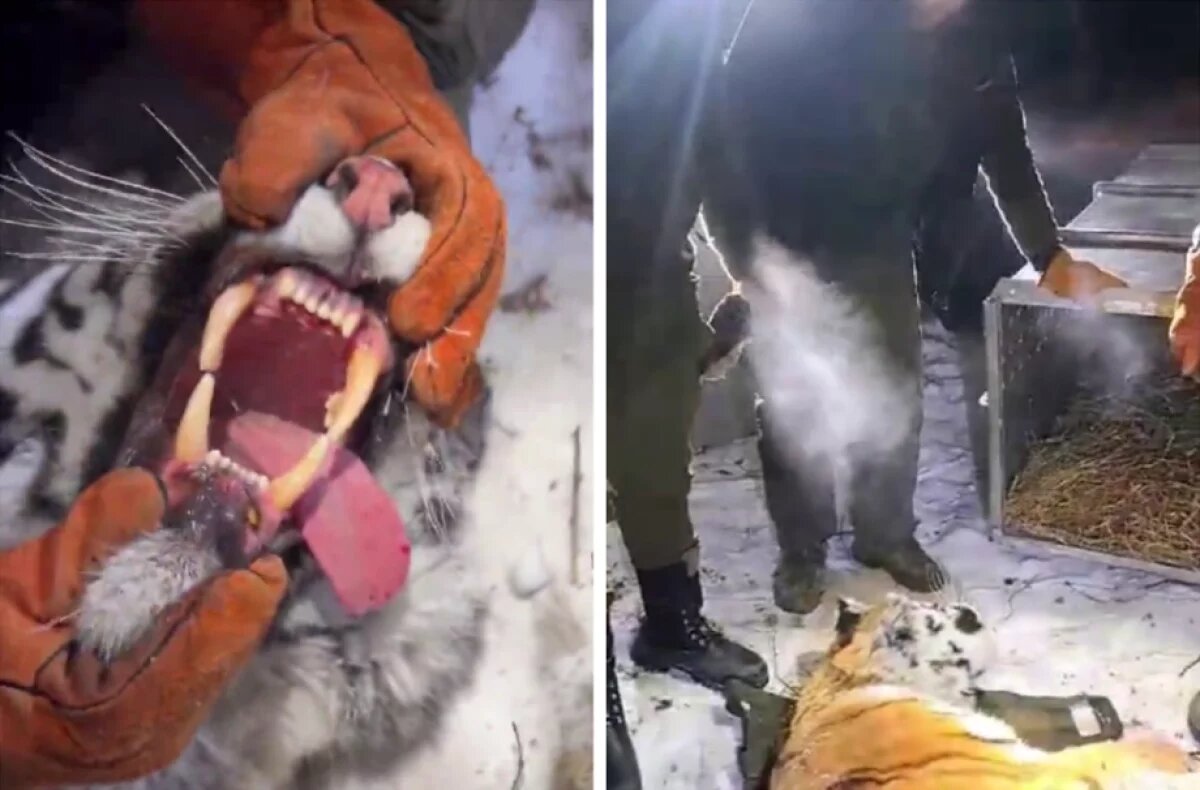    Тигрицу, пугавшую жителей пригорода Хабаровска, выпустят обратно в тайгу