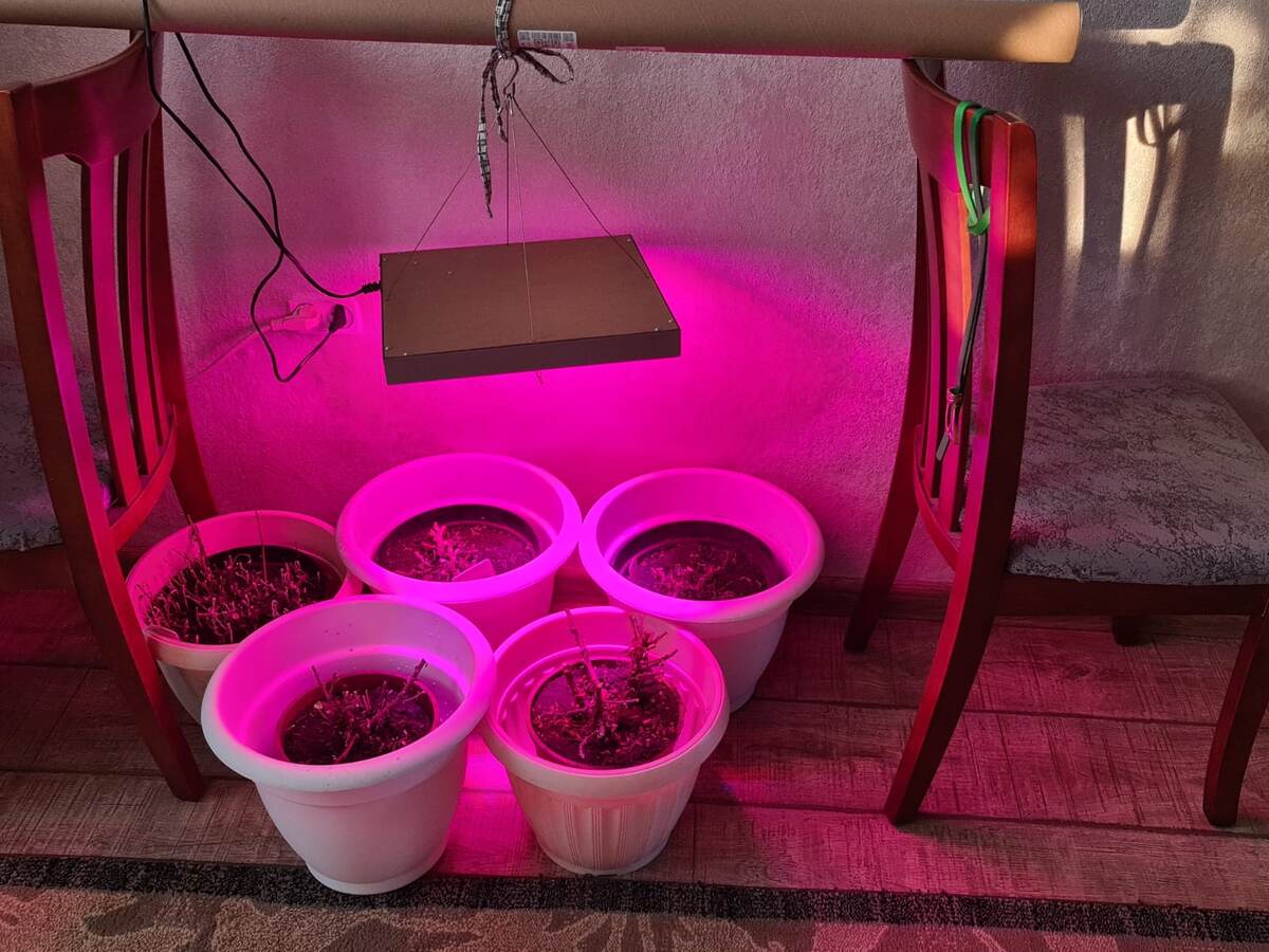 Вот такая временная конструкция. Сниму черенки, а маточники выброшу