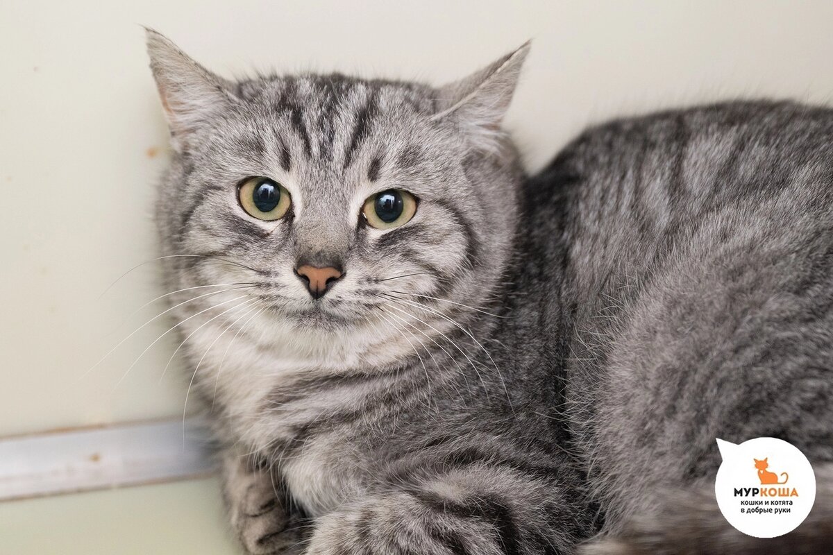 Аржента приехала из другого города, найдена на улице.