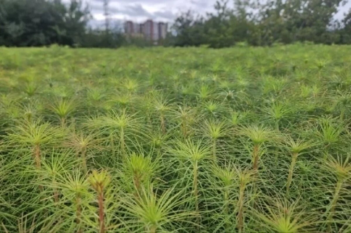    В Красноярском крае вырастили 200 млн саженцев хвойных деревьев