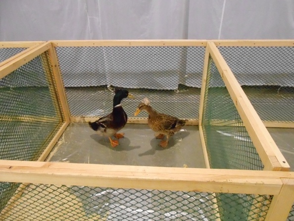 утки с хохолками( точнее не знаю)