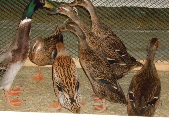 индийские бегуны