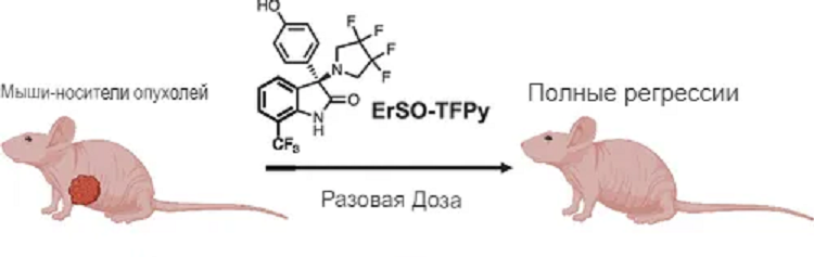 RrSO-TFpy минимально дозируемое средство для лечения рака молочной железы. Хорошо переноситься многими видами экспериментальных животных (мыши, крысы, собаки). Эффективен на моделях эндокринно резистентных опухолях. Особенность - быстрая индукция некроза и полная регрессия опухоли. Источник: 1.	Mulligan M.P. и др. Single Dose of a Small Molecule Leads to Complete Regressions of Large Breast Tumors in Mice // ACS Cent. Sci. American Chemical Society, 2025.