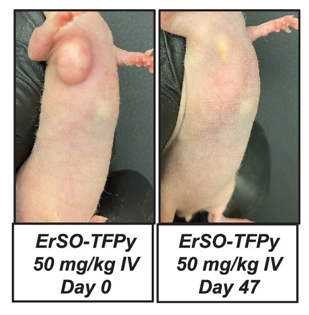 Рак молочной железы MCF-7 после назначения 50 мг/кг ErSO-TFPy на 47 день полностью исчез. Источник: Mulligan M.P. и др. Single Dose of a Small Molecule Leads to Complete Regressions of Large Breast Tumors in Mice // ACS Cent. Sci. American Chemical Society, 2025.