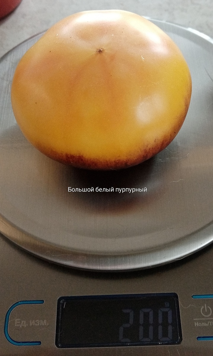 Фото автора. Плод томата Great White Purple.