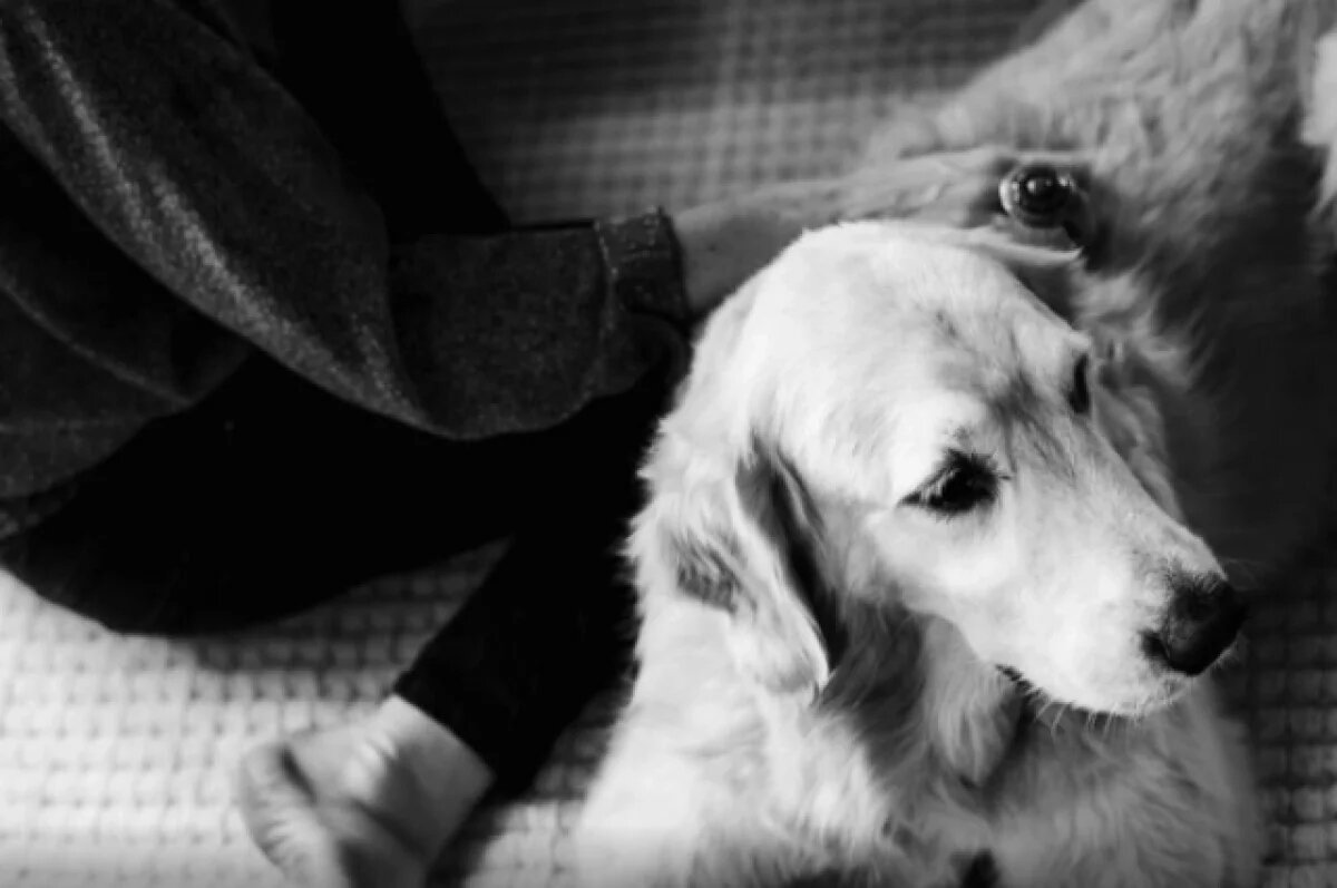    Психолог и таксидермист обсудили новую странную тенденцию.