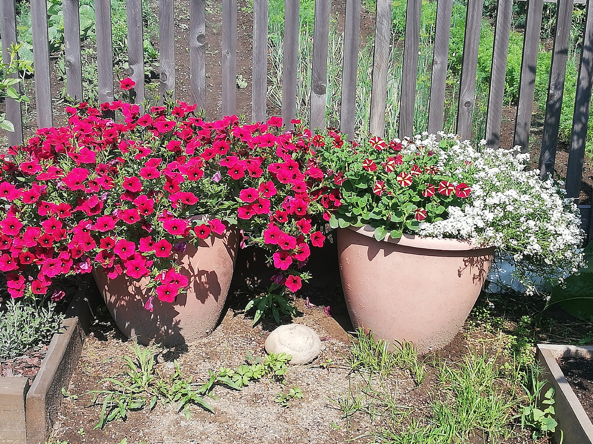 Здесь слева петуния Тайдал, справа алиссум Сноу Принцесс с петунией Джоконда. Конец июня. Кашпо примерно 90 л.