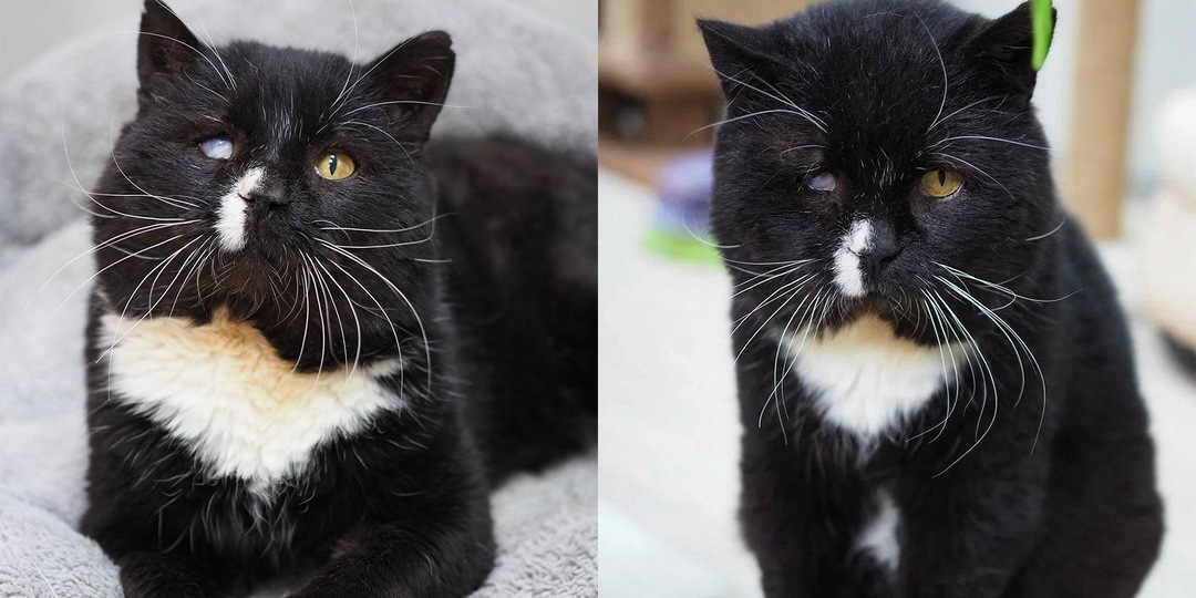 В Москве спасли кота с грустным лицом и большой харизмой