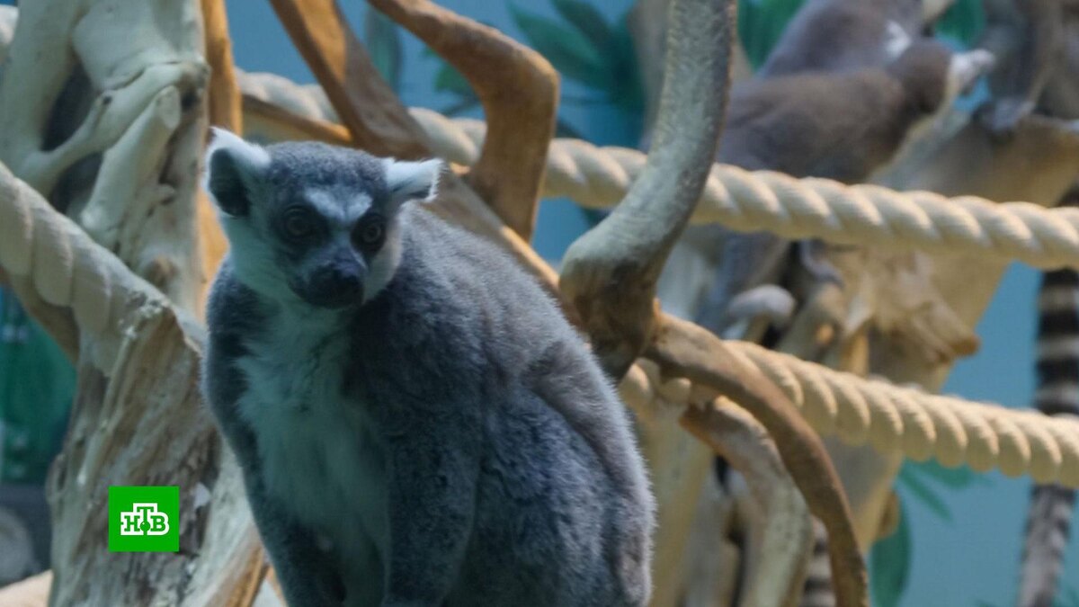    Московский зоопарк показал новых животных