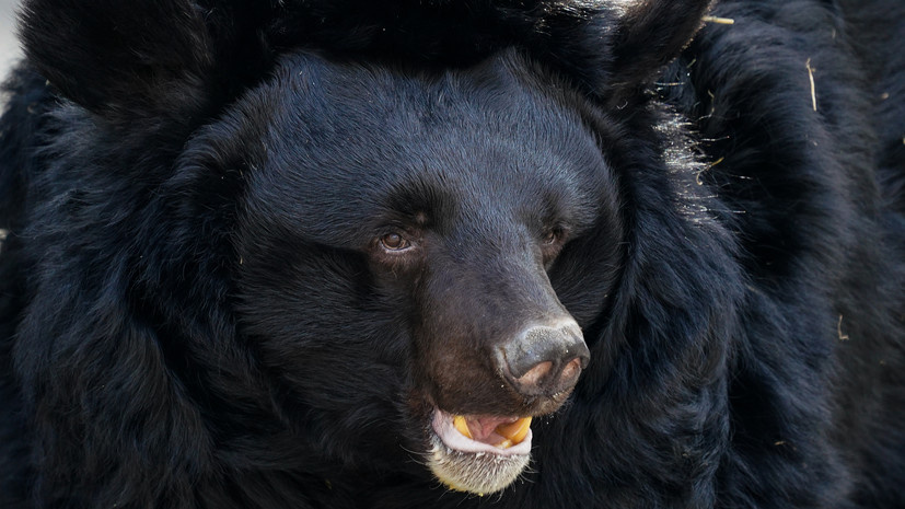   РИА Новости Александр Вильф