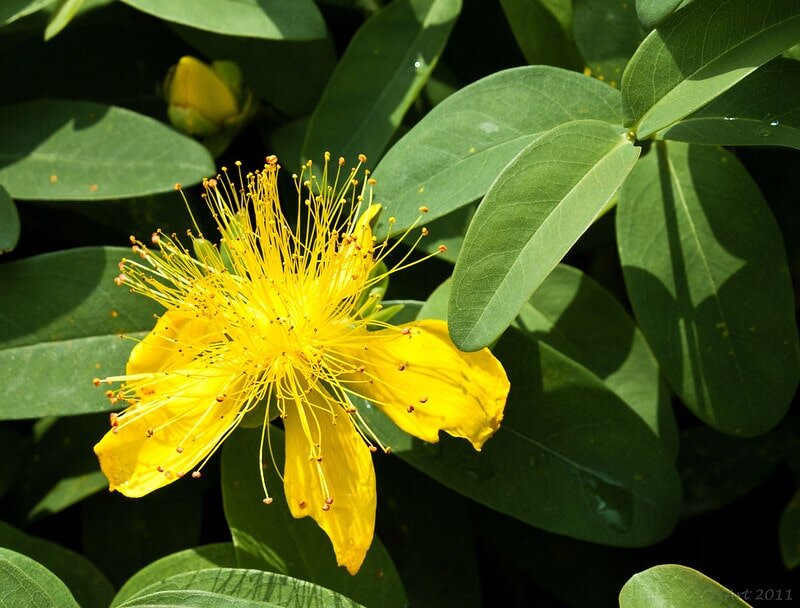 Так выглядит Зверобой в природе