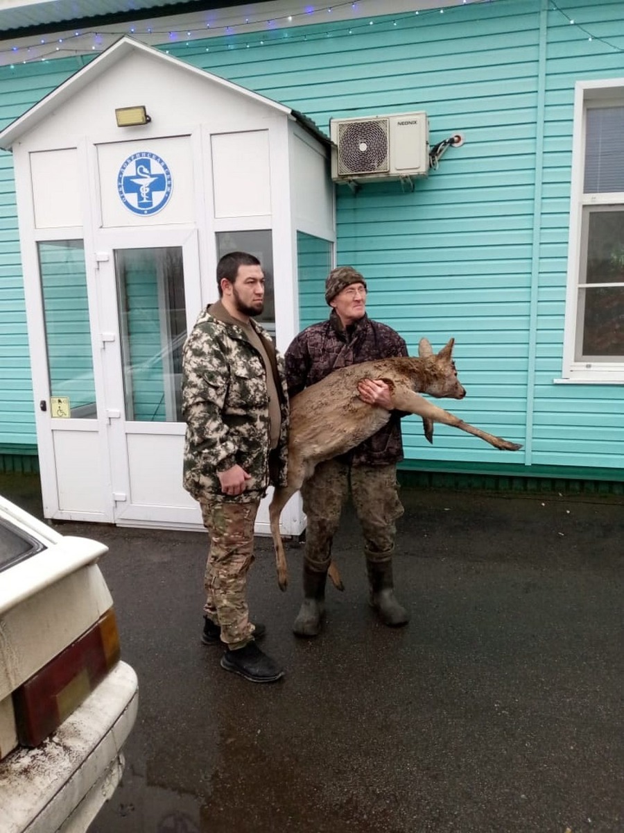 Охотоведы Анатолий Злобин (слева) и Владимир Сигорских провели целую операцию по спасению косули, попавшей в беду.