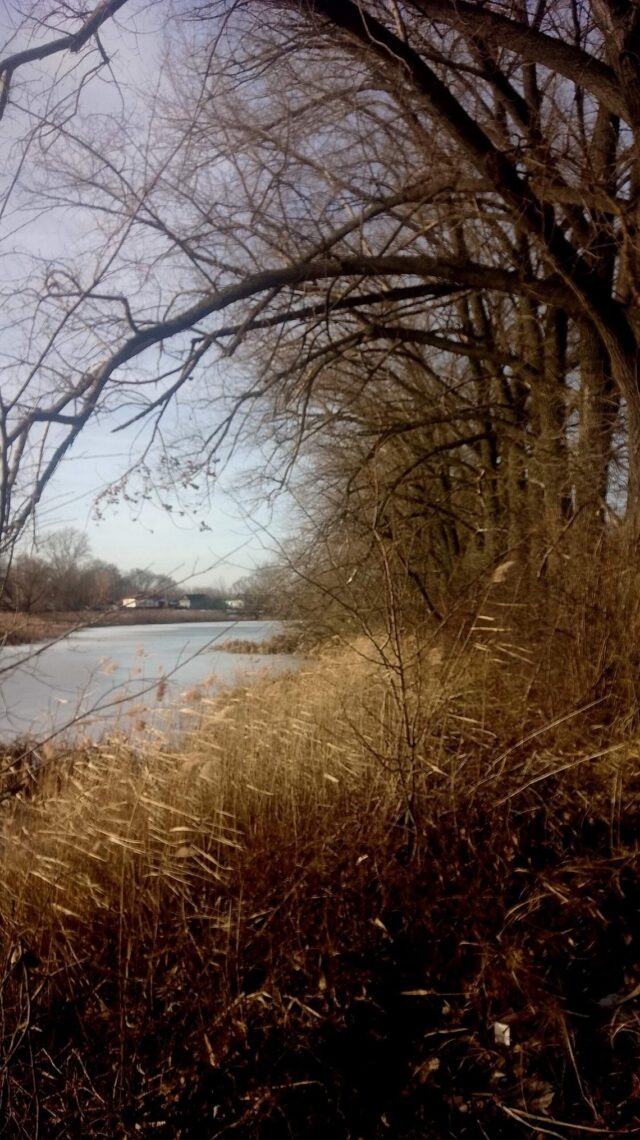 Так выглядит в январе водоем в Прогрессовском саду..