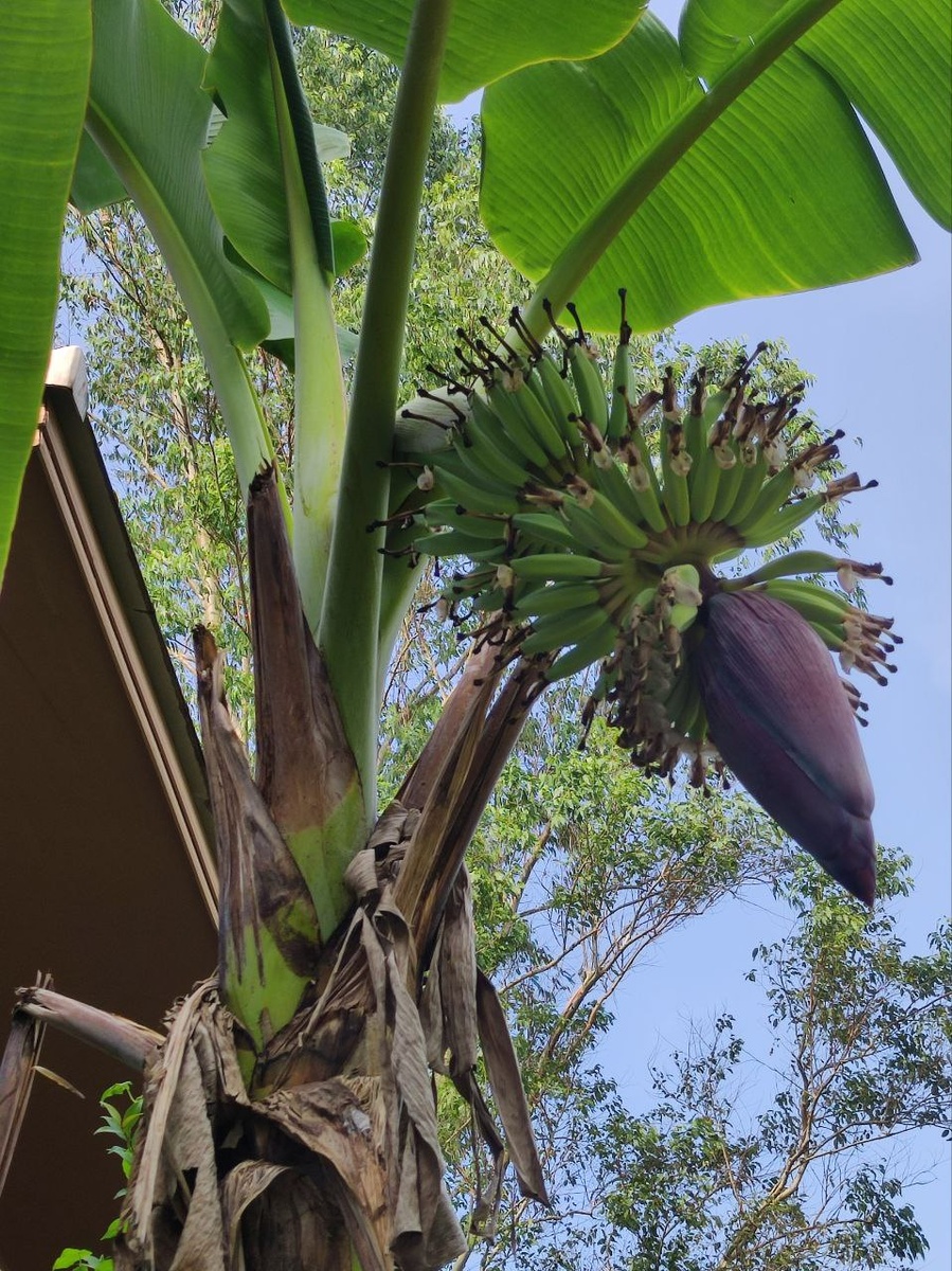зато потом у нас во дворе зацвел банан
