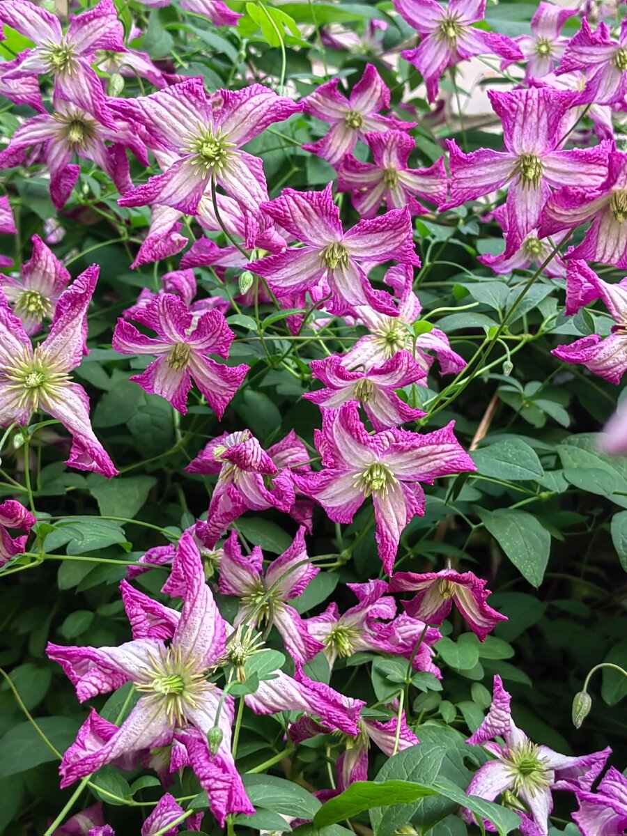 "Мелкоцветковый Менуэт".