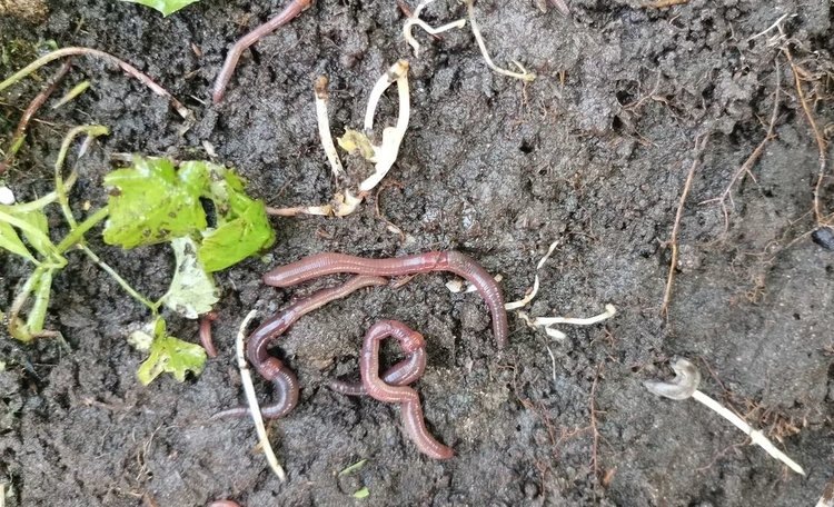    Заводу червячных удобрений в США выдали грант на 900 000 долларов США