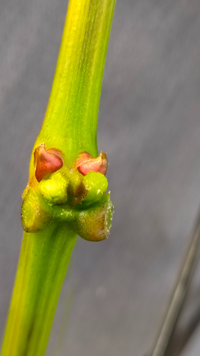 Фасциация на лозе, сопровождающееся удвоением глазков в узле. На узле образуются сразу два глазка, а не один, как обыычно  