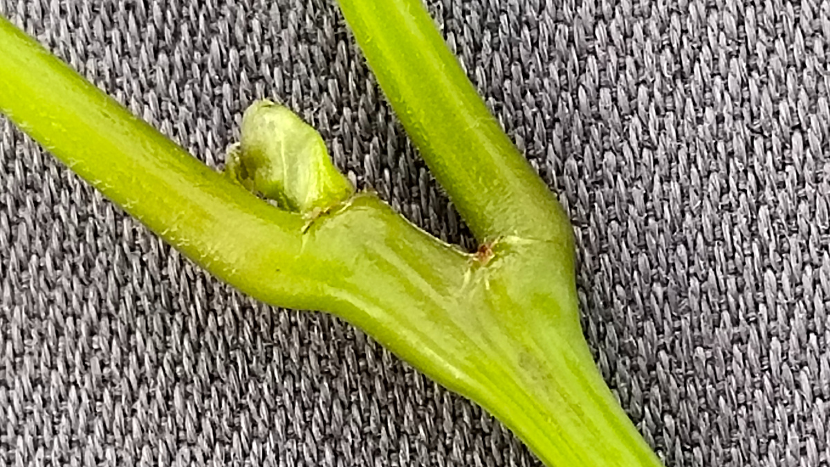 Фасциация на лозе