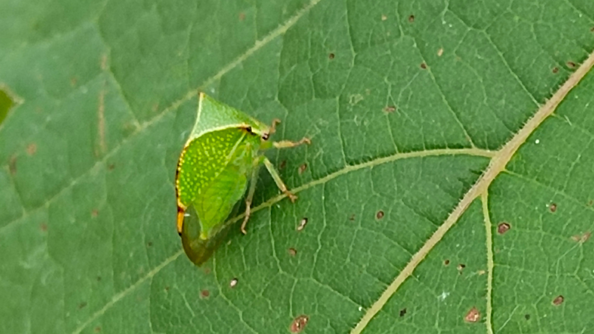 Буйволовидная цикада на листе винограда 