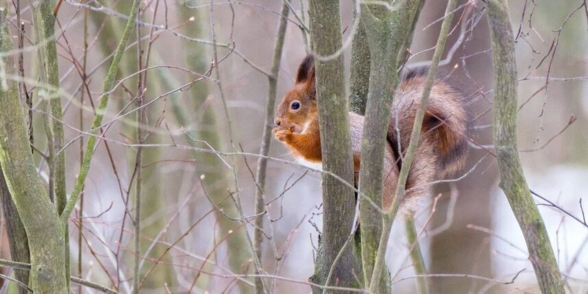    Алёна Бобрович
