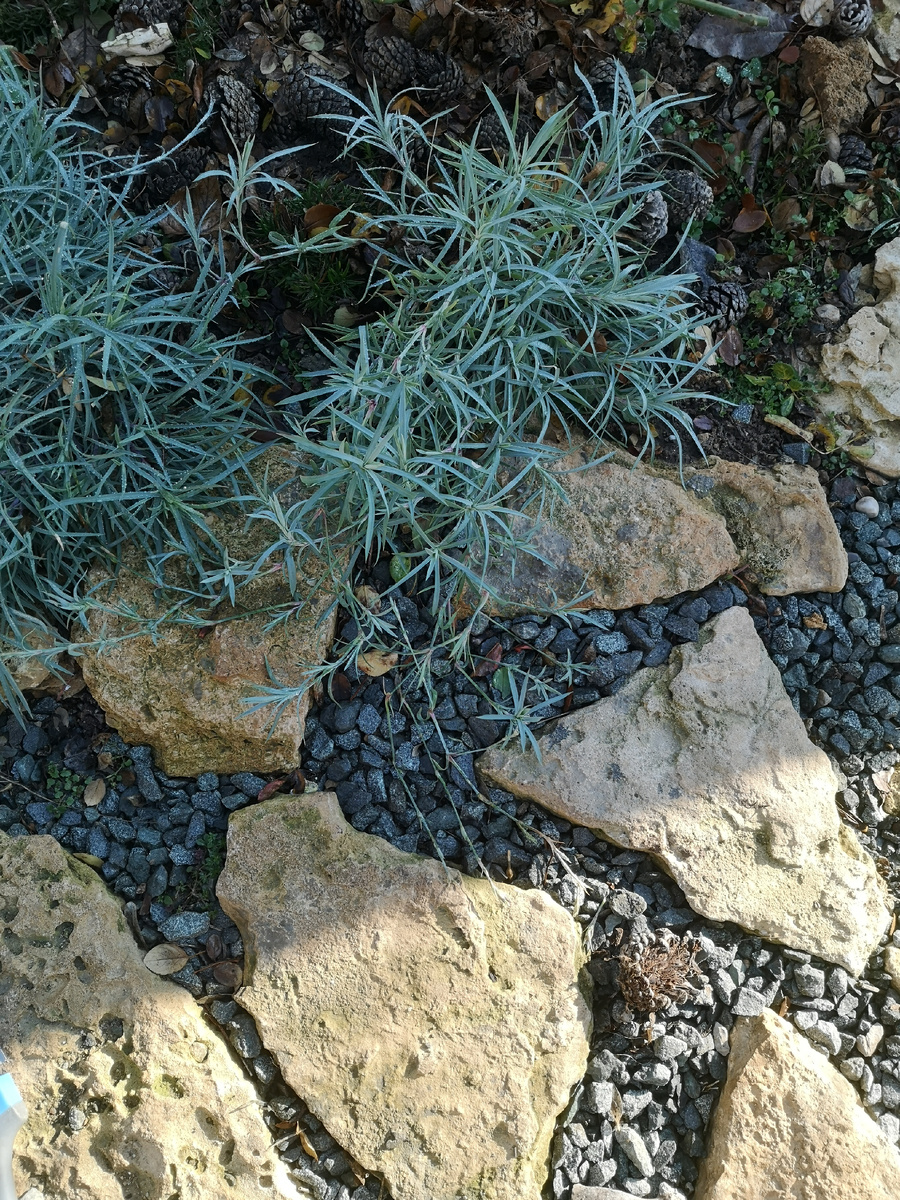 На пол-метра щупальцы протянула. Хочу их в этом году под деревьями рассадить, уж сильно они разрастаться стали, что удивительно,  зимой. 