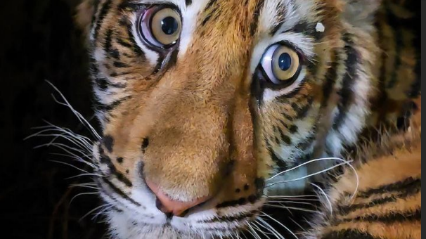     Источник: Канал Хоспис для крупных кошек «Дом Тигра»