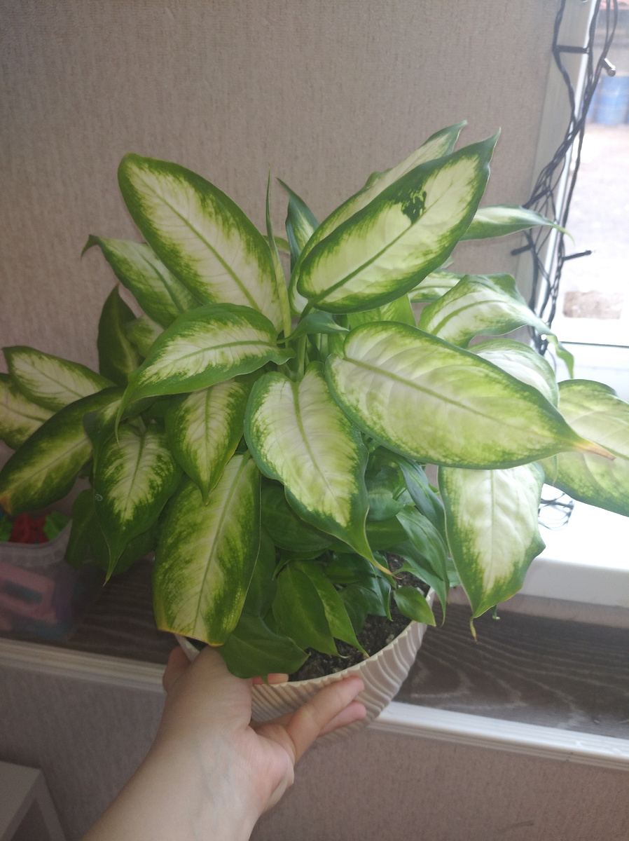 Это моя Камилла ( кустовой сорт).