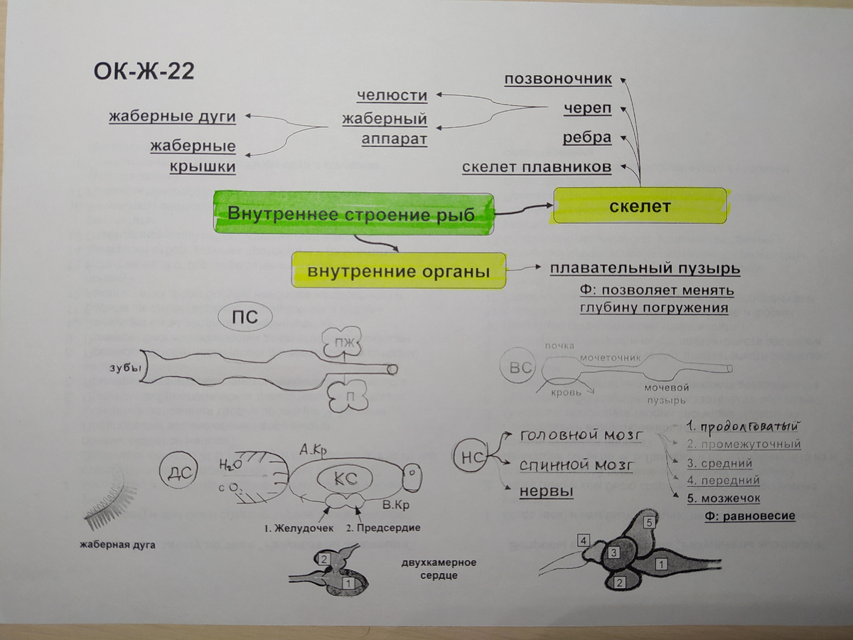 Опорный конспект к уроку
