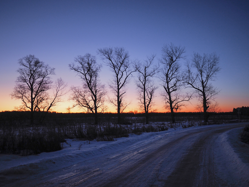 Парад тополей.