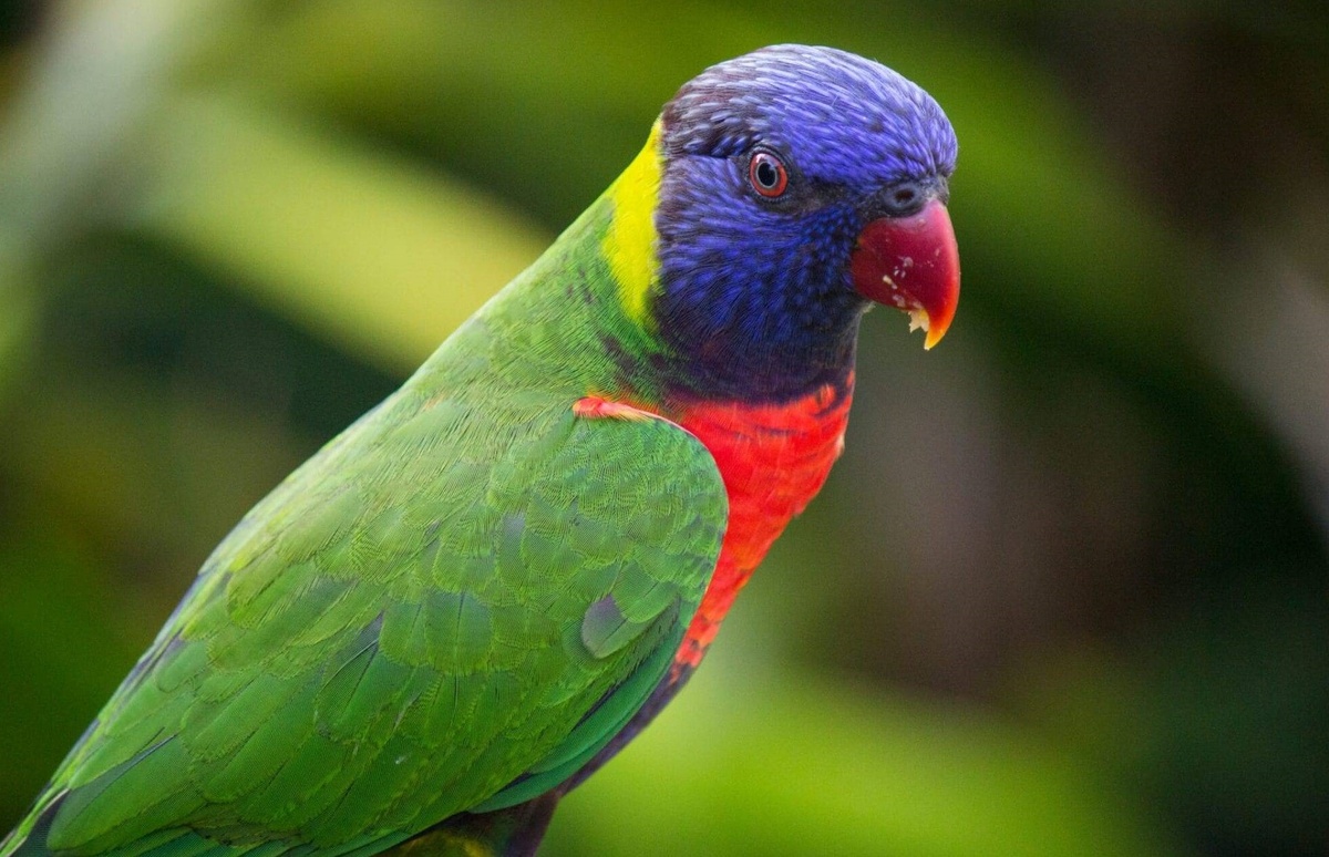 Попугай лори (Из открытых источников)